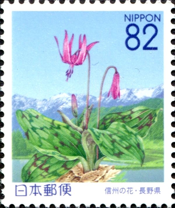 Asian Fawnlily (Dogtooth Violet) & Hakuba Mountains