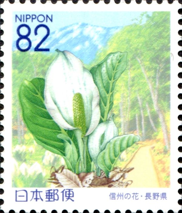 Asian Skunk Cabbage