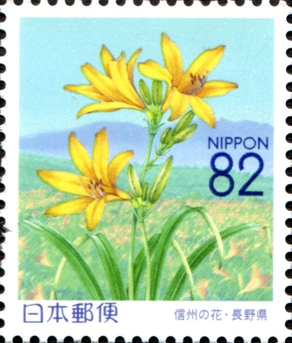 Daylily