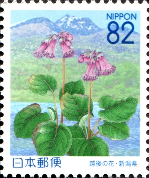 Shortia soldanelloides Makino and Mt. Myoukousan