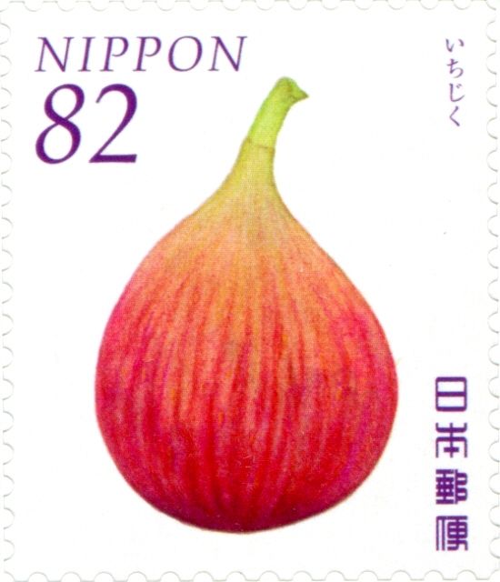 Common Fig (Ficus carica)