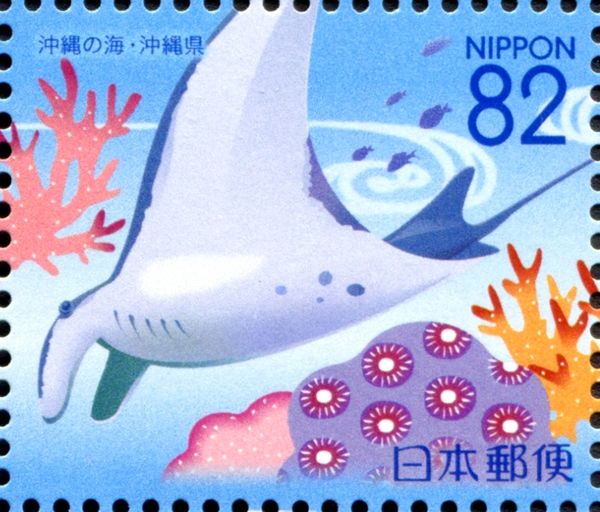 Giant Manta Ray (Manta birostris)