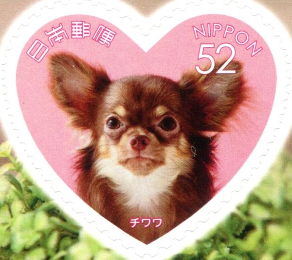 Chihuahua (Canis Lupus Familiaris)