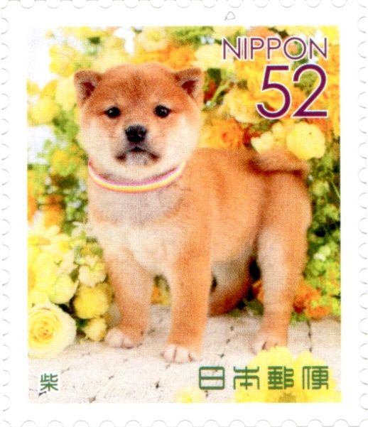 Shiba (Canis Lupus Familiaris)