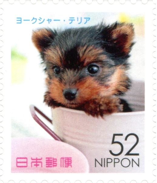 Yorkshire Terrier (Canis Lupus Familiaris)