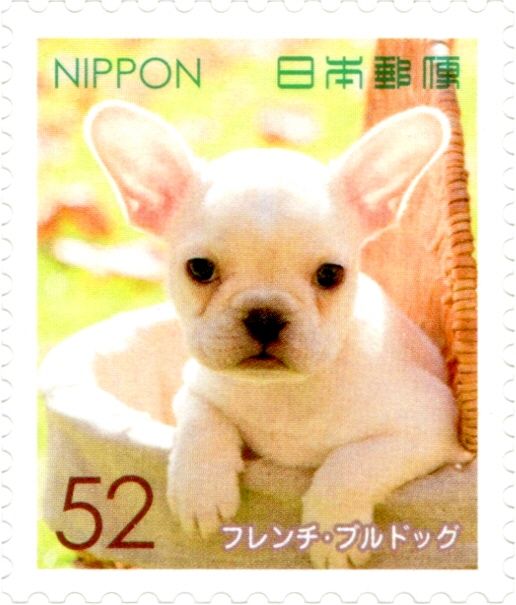 French Bulldog (Canis Lupus Familiaris)
