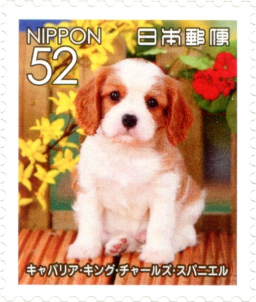 Cavalier King Charles Spaniel (Canis Lupus Familiaris)