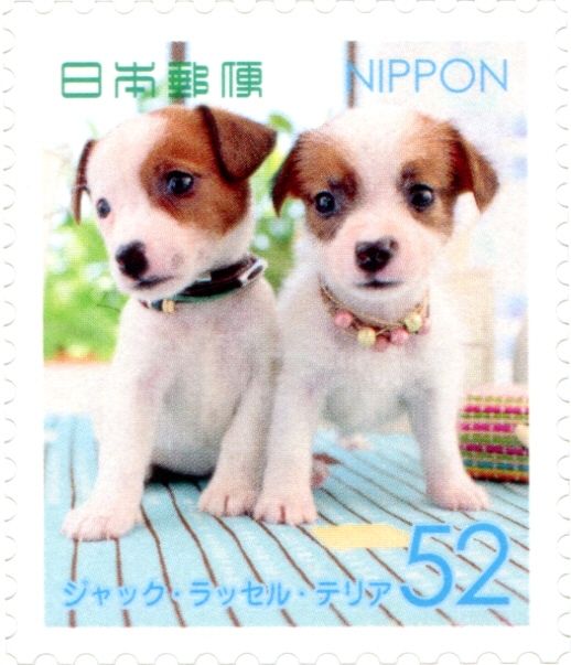 Jack Russell Terrier (Canis Lupus Familiaris)