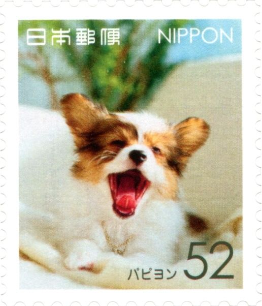 Papillon (Canis Lupus Familiaris)
