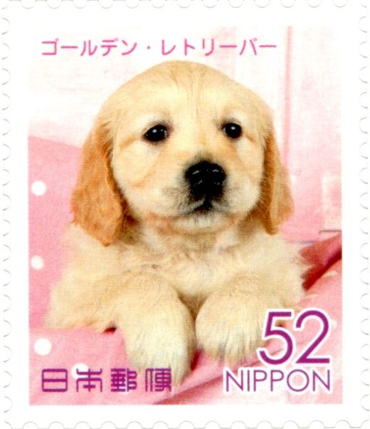 Golden Retriever (Canis Lupus Familiaris)