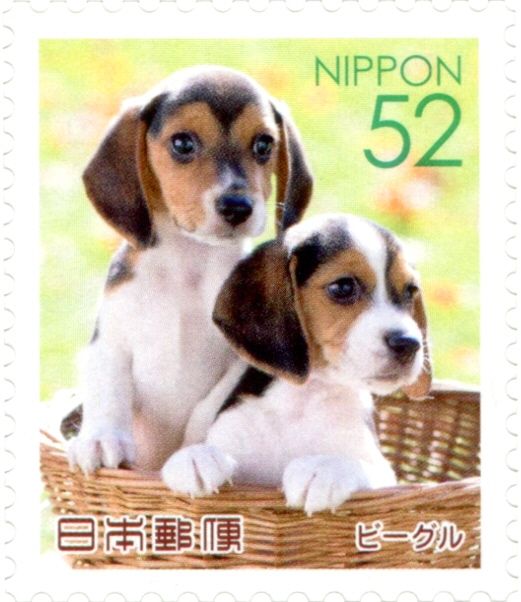 Beagle (Canis Lupus Familiaris)