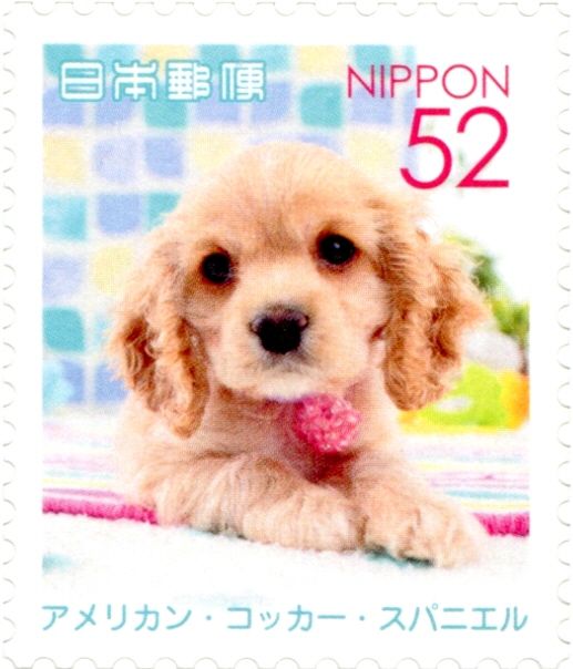 American Cocker Spaniel (Canis Lupus Familiaris)