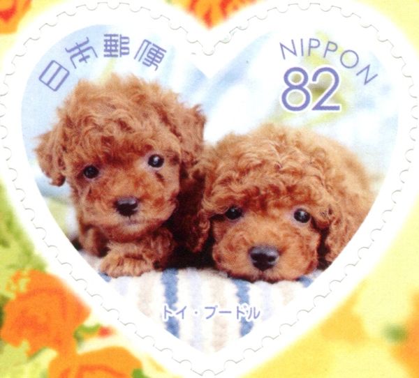 Toy Poodle (Canis Lupus Familiaris)