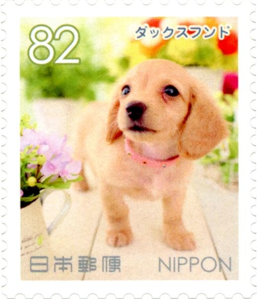 Dachshund (Canis Lupus Familiaris)
