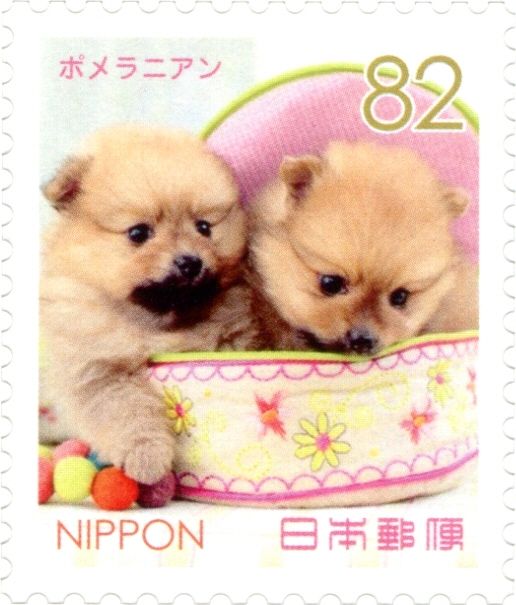 Pomeranians (Canis Lupus Familiaris)
