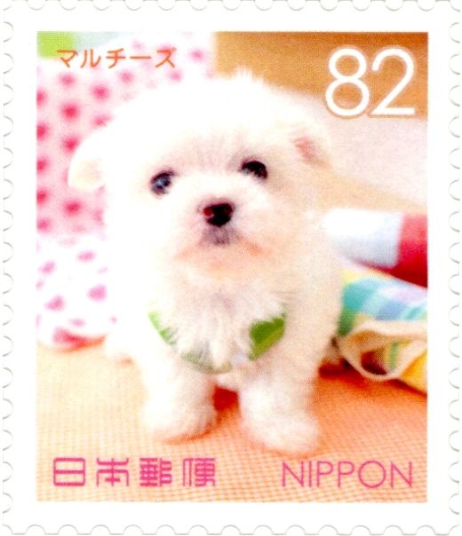 Maltese (Canis Lupus Familiaris)