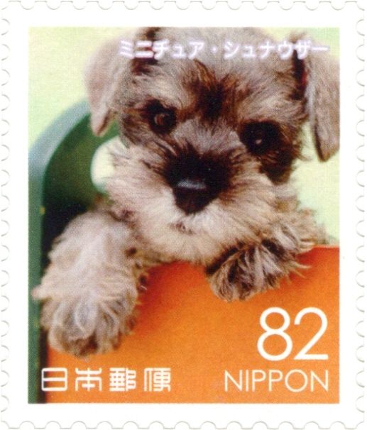 Miniature Schnauzer (Canis Lupus Familiaris)