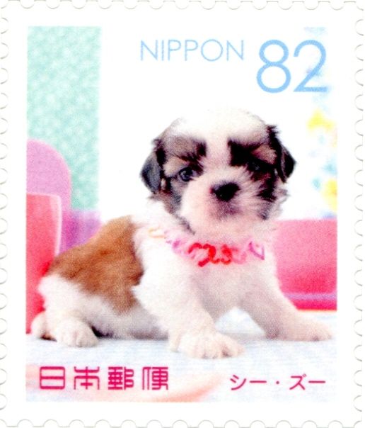 Shih Tzu (Canis Lupus Familiaris)