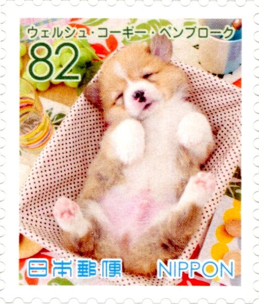 Welsh Corgi Pembroke (Canis Lupus Familiaris)