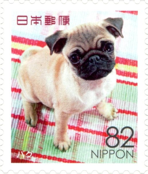 Pug (Canis Lupus Familiaris)