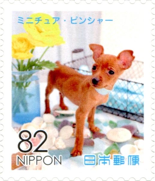 Miniature Pinscher (Canis Lupus Familiaris)