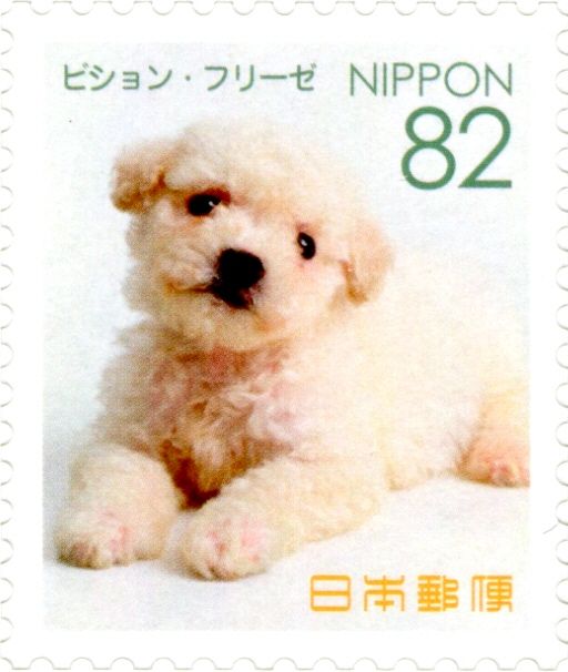 Bichon Frise (Canis Lupus Familiaris)