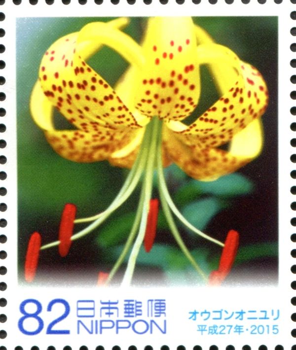 Golden Tiger Lily (Lilium lancifolium)