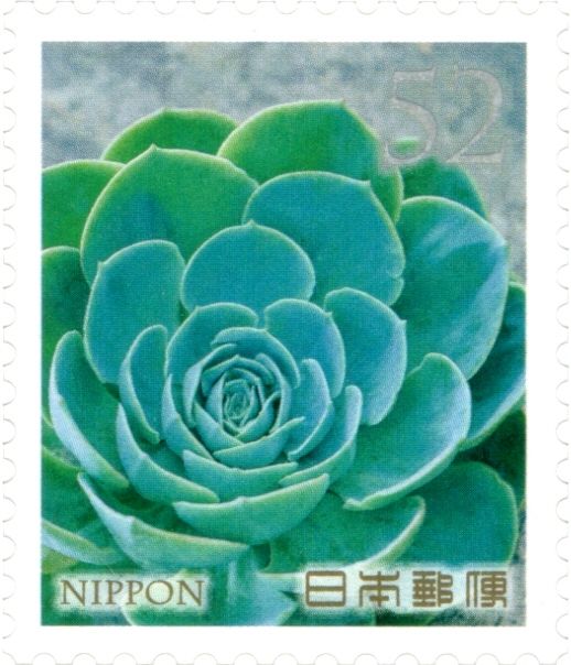 Echeveria
