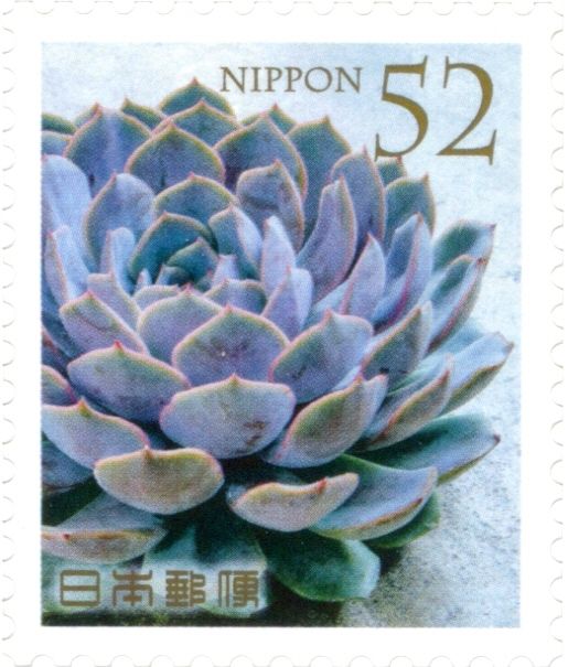 Echeveria