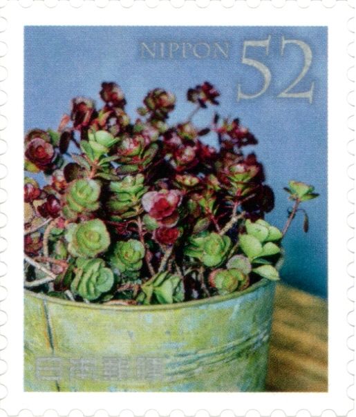 Sedum