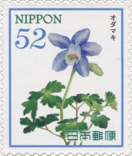 Columbine (Aquilegia flabellata)