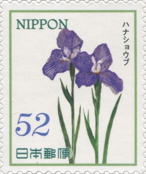 Japanese Irises (Iris ensata)