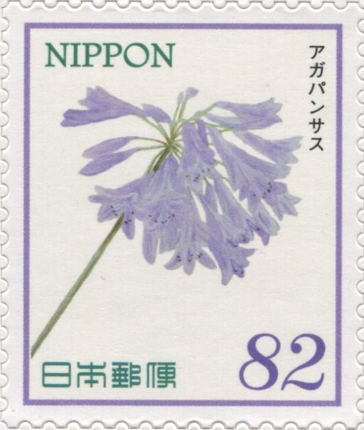Agapanthus