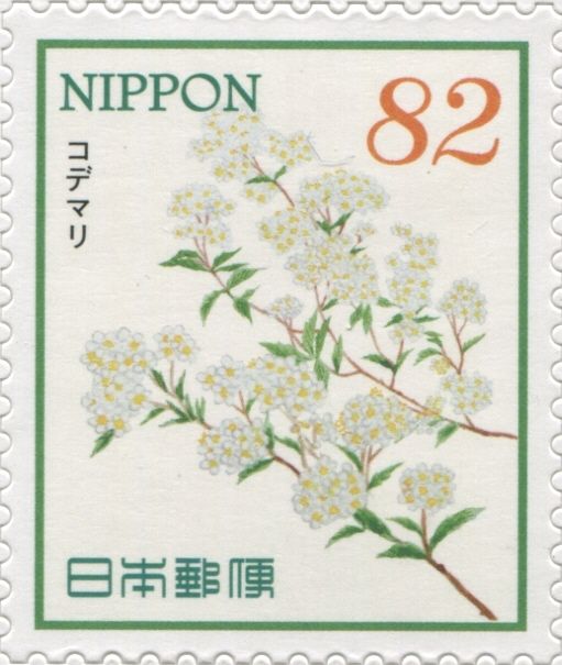 Reeve's Spirea (Spiraea cantoniensis)