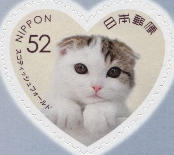 Scottish Fold Cat (Felis Silvestris Catus)
