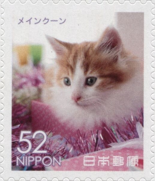 Maine Coon Cat (Felis Silvestris Catus)
