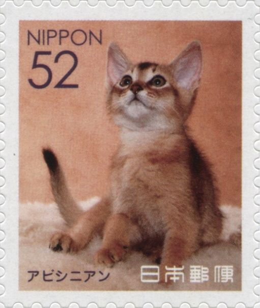 Abyssinian Cat (Felis Silvestris Catus)