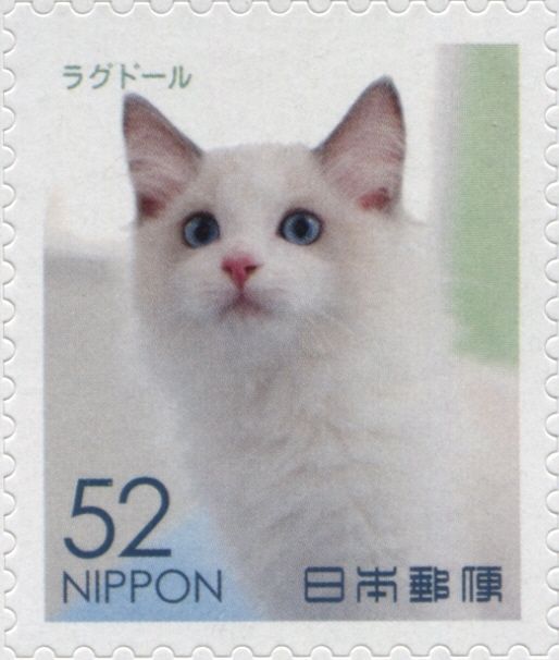 Ragdoll Cat (Felis Silvestris Catus)