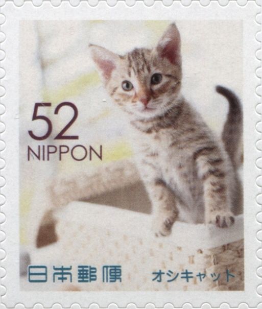 Ocicat Cat (Felis Silvestris Catus)