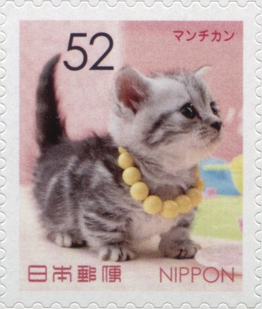 Munchkin Cat (Felis Silvestris Catus)