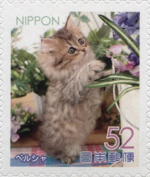 Persian Cat (Felis Silvestris Catus)
