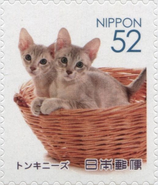 Tonkinese Cat (Felis Silvestris Catus)
