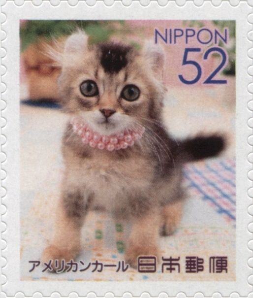 American Curl Cat (Felis Silvestris Catus)