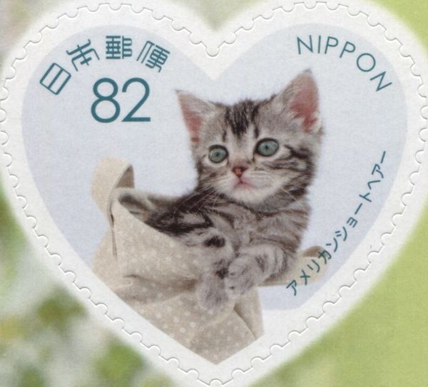 American Shorthair Cat (Felis Silvestris Catus)
