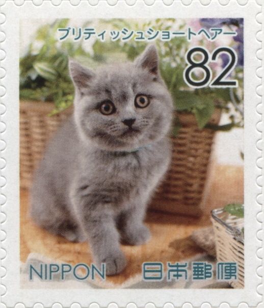 British Shorthair Cat (Felis Silvestris Catus)