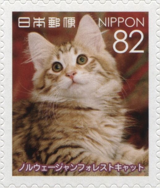 Norwegian Forest Cat (Felis Silvestris Catus)