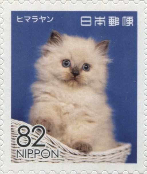 Himalayan Cat (Felis Silvestris Catus)