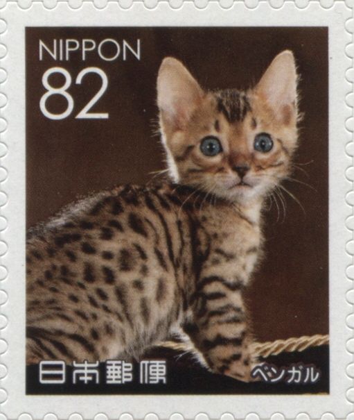 Bengal Cat (Felis Silvestris Catus)