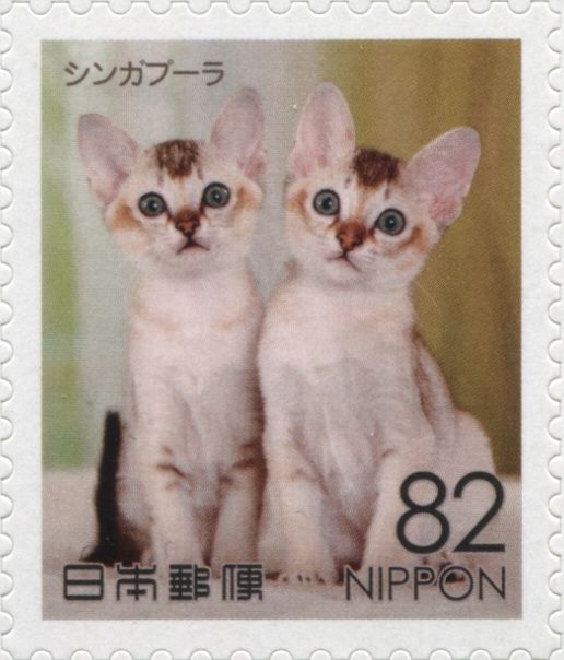 Singapura Cat (Felis Silvestris Catus)