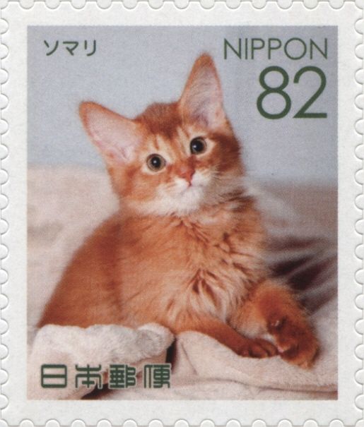 Somali Cat (Felis Silvestris Catus)